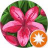 Yolanda的頭像